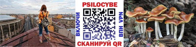 Псилоцибиновые грибы Psilocybe  Гудермес 